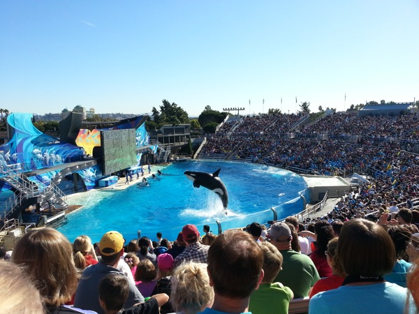 Orca leaping at SeaWorld