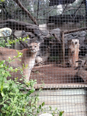 A mountain lion considers which child to eat first